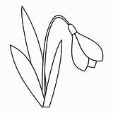 Snowdrop Outline Flower Line Spring Plant Bell Drawing Icon Iconfinder Getdrawings sketch template