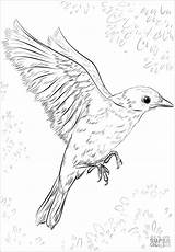 Bluebird Pages Cuckoo Oiseau Colorado Volando Vogels Coloringbay Supercoloring Dessiner Azulejo sketch template