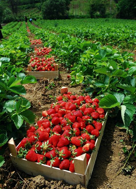 dirty secret  organic strawberries starter plants