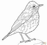 Bird Coloring Robin Thrush Wood Pages American Drawing Printable Kids Color Print Animals Realistic Animal Paper Adult sketch template