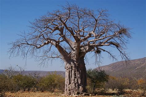 afrikanischer affenbrotbaum adansonia digitata schoepfung