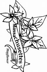 Coloring State Flowers Mayflower Flower Drawing Massachusettes Magnolia Scotia Nova Printable Clipartmag Tattoo Louisiana Central sketch template