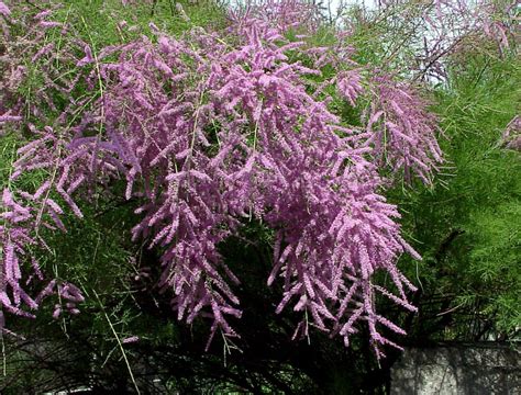 tamarix ramosissima pink cascade pepinieres le lestin