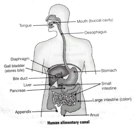 draw the diagram of alimentary canal of man and label the