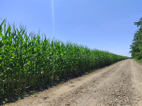 row  corn   country road  stock image image  field country