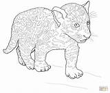 Ausmalbilder Colorare Supercoloring Giaguari Jaguars Printen Panthers Bébé Malvorlagen Schwarzer Mammiferi Animali sketch template