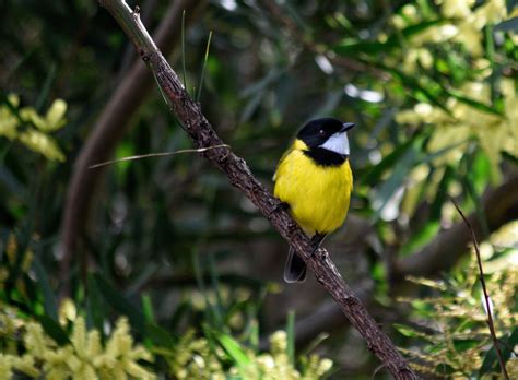 native australian songbirds heralded   composition ser