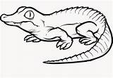 Crocodile Crocodiles Pokemon Animal sketch template
