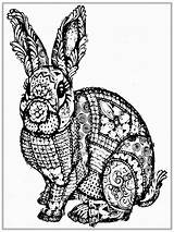 Coloring Pages Adults Animal Detailed Adult Animals Printable Realistic Popular Rabbit sketch template