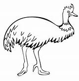 Emu Coloring Cassowary Clipart Pages Walking Drawing Supercoloring Printable Designlooter 1200 1240px 83kb 1240 sketch template