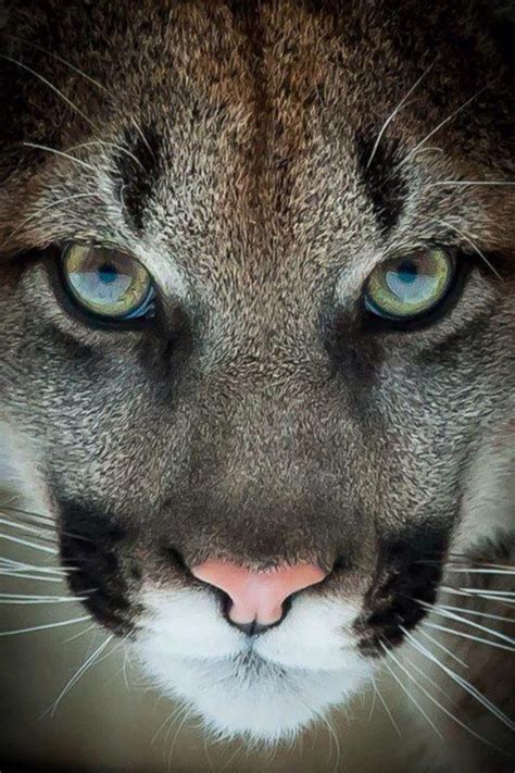 Fierce Puma Beautiful Big Cats Pinterest