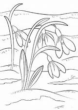 Spring Coloring Snowdrops First Sign Ausmalbilder Pages Frühling Snowdrop Printable Flower Zum Color Flowers sketch template