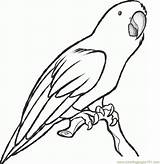 Parrot Coloring Sketch Parrots Drawing Step Cute Printable Coloringpages101 Clipart Pdf Dragoart Animal sketch template
