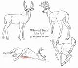 Coloring Deer Whitetail Buck Line Tailed Pages Deviantart Comments sketch template