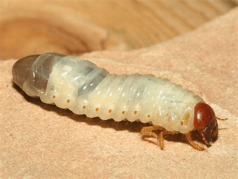 beetle larva bugguidenet