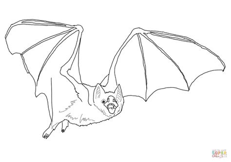 common vampire bat coloring page  printable coloring pages