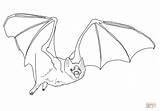 Bat Vampire Coloring Pages Drawing Common Line Printable Template Getdrawings Colorings sketch template