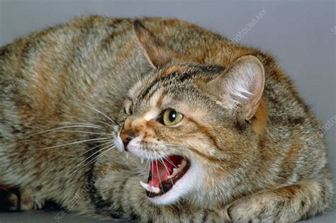 cat hissing stock image  science photo library