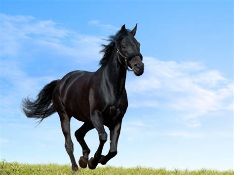 hd black horse wallpapers pixelstalknet