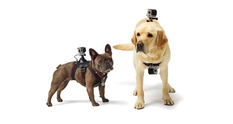 capture  canines exploits    gopro dog mount wired