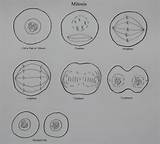 Mitosis Drawing Cell Onion Cytokinesis Answers Division Telophase Worksheet Stage Drawings Sketch Biology Paintingvalley Keywords Similiar Coloring Template Animal sketch template