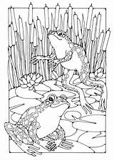 Coloring Frogs Pages Printable sketch template