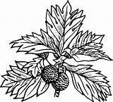 Breadfruit Tree Pohon Sukun Daun Kartun Onlinelabels Berbuah I2clipart sketch template