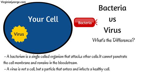 bacteria vs virus