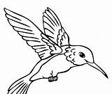 Hummingbird Printable Coloring Pages Getdrawings sketch template
