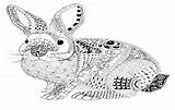 Coloring Pages Zentangle Artwork Rabbit Visit Bunny sketch template