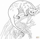 Possum Coloring Cuscus Drawing Pages Printable Drawings Color Designlooter 1200 34kb Getdrawings sketch template