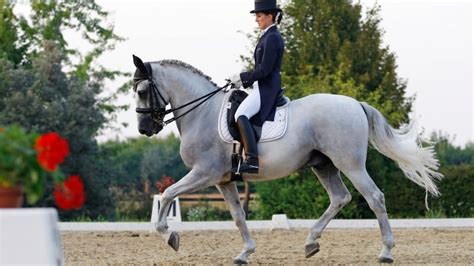 horses trained  dressage  interactive guide