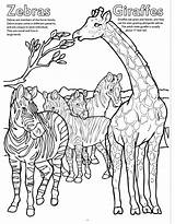 Coloring Zoo Giraffe Animals Book Big Books Really Song sketch template