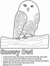 Snowy Animals Printable Owls Nocturnal Kidzone sketch template