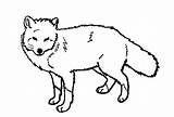 Fox Coloring Pages Line Red Arctic Foxes Printable Print Kids Baby Drawing Clipart Deviantart Color Drawings Animal Wolf Animals Sheets sketch template