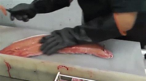 Filleting S Find And Share On Giphy