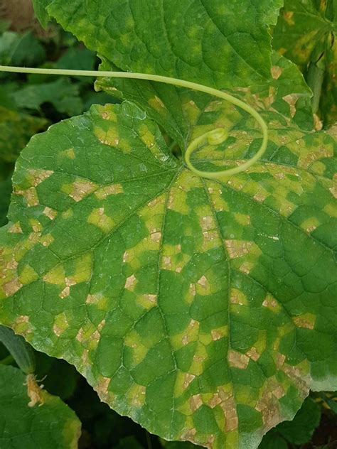 downy mildew diagnostic  tips  controlling plantin