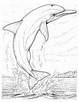 Dauphin Imprimer Dolphin Coloriage Coloring Pages Color Adult Drawing Colouring Visit Shark Sheets sketch template