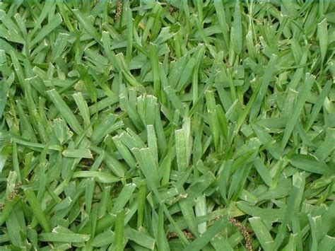 How To Kill Bermuda Grass In St Augustine Grass Ehow