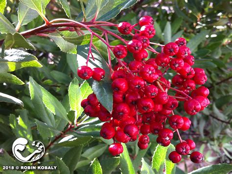 enjoy toyon berries  winter  power  plants
