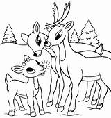Coloring Reindeer Deer Pages Santa Tailed His Color Head Whitetail Getcolorings Printable Getdrawings Colorings sketch template
