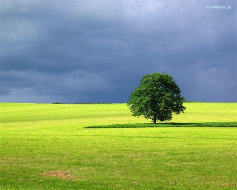 drzewo trawa niebo