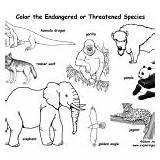 Animals Endangered Coloring Groups Category sketch template