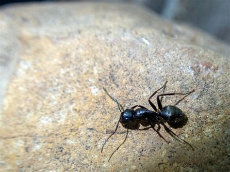 home remedies   rid  carpenter ants