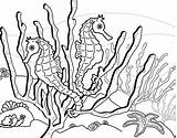Coloring Seahorse Pages Seaweed Printable Color Around Kids Horse Print Ocean Sheets Draw Step Google Au sketch template