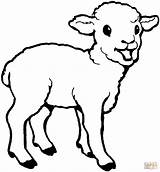 Coloring Pages Lamb Little Printable sketch template