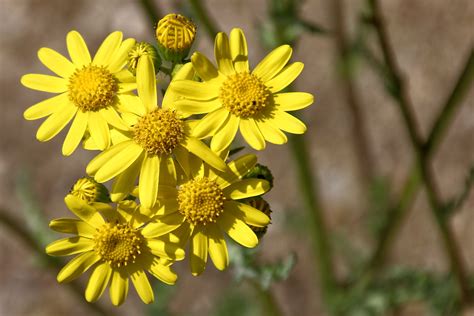 images spring flora wild flower wildflower cool image cool photo yellow flowers
