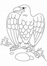Eagle Coloring Pages Bald Kids Color Baby Coloring4free Print Cartoon Getcolorings Birds Printable Adults Popular sketch template