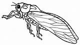Cicada Clipart Drawing Line Clipground 20clipart Getdrawings sketch template