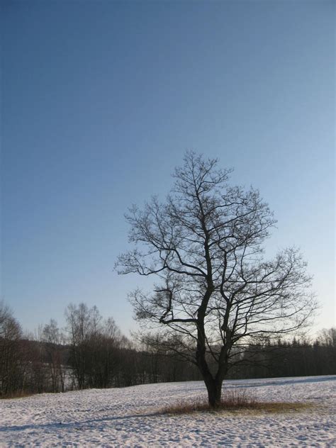 kahler baum foto bild jahreszeiten winter naturbilder bilder auf